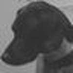 Profile Picture of Eugene Peretz (@peretzpup) on Flickr