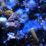 Profile Picture of Cora Sullivan (@hockeycora56) on Instagram