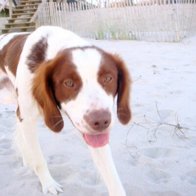 Profile Picture of Eric Everitt (@eeveritt26) on Twitter