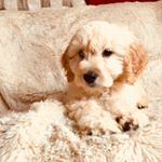 Profile Picture of Ned Wallace (@ned_thegoldendoodle) on Instagram