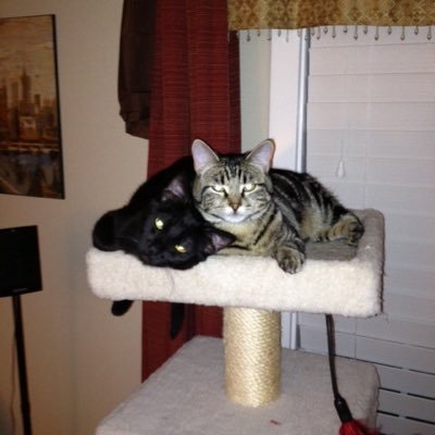 Profile Picture of Alisha Batchelor (@lillred23) on Twitter