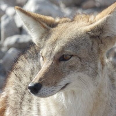 Profile Picture of Janet Westbrook (@jwest0554) on Twitter