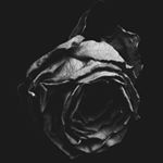 Profile Picture of ronald Mitchell (@xo.ronald) on Instagram