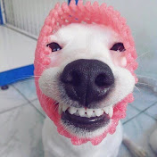 Profile Picture of Cecil Adams (@CecilAdams-v2z) on Youtube