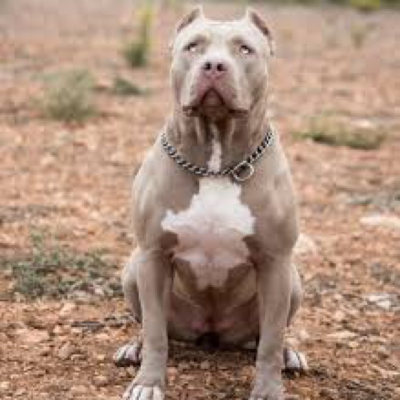 Profile Picture of Addie Campbell (@addiecampbel577) on Poshmark