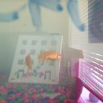 Profile Picture of Isaac Geerman (@thatweird_asianguy) on Instagram