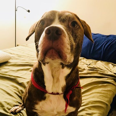 Profile Picture of David Ostrow (@ostro_d) on Twitter
