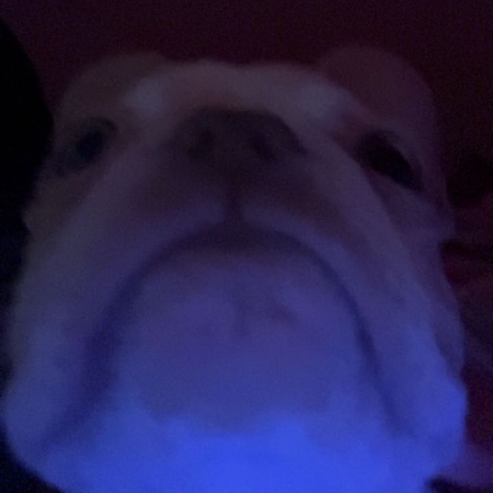 Profile Picture of Chris (@imnotchrisconant) on Tiktok