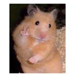 Profile Picture of Ava Baldwin (@avabaldwin11) on Instagram