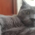 Profile Picture of Boris Toledo (@Boris-Toledo) on Facebook