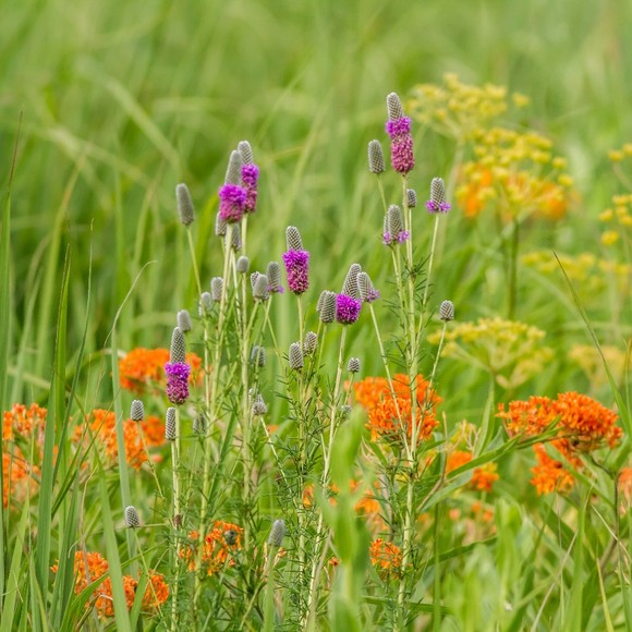 Profile Picture of A Sheng (@prairiesummermb) on Poshmark