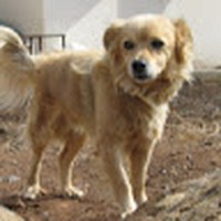 Profile Picture of David Korb (@david-korb-10) on Quora