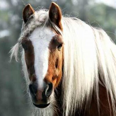 Profile Picture of Norma Jean Malone (@girl7581) on Twitter