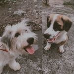 Profile Picture of Pixie & Brolie (@broxie.gallery) on Instagram