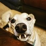 Profile Picture of Lisa Lorenzen (@zenmyth) on Instagram