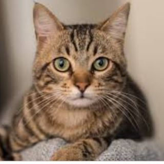 Profile Picture of Cindy Gates (@cindy.gates.9634) on Facebook