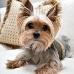 Profile Picture of yorkies_gram (@yorkies_gram) on Instagram