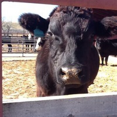 Profile Picture of BRAD FOURNIER (@BeefGuy) on Twitter