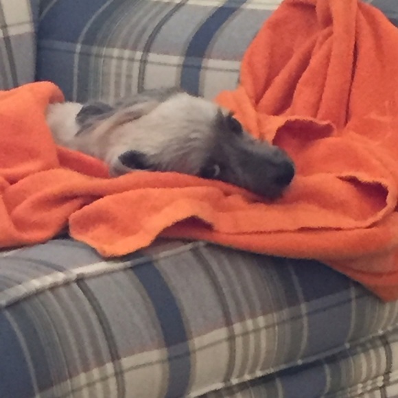 Profile Picture of Sarah Gomillion (@sgo95dfw) on Poshmark