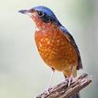 Profile Picture of FRANCIS MALANG (@FRANCISMALANG) on Twitter