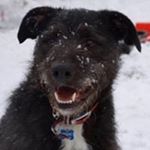 Profile Picture of Chris Willard (@willard1932) on Instagram