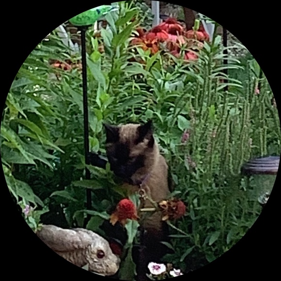 Profile Picture of Denise Ziemann (@denizie) on Poshmark