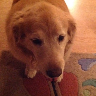 Profile Picture of Chris Brockway (@Barkley17402) on Twitter