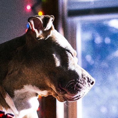 Profile Picture of 311 Day @ Scuba Bart’s (@brother_dag) on Twitter