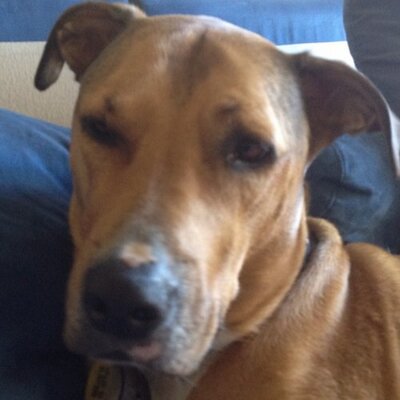 Profile Picture of Gun Hoffonator 666 (@CraigHolst) on Twitter