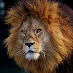 Profile Picture of Dylan Engelen (@dylanengelen) on Instagram