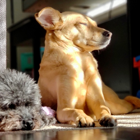 Profile Picture of Ksenia Naleykina (@knaleykina) on Poshmark