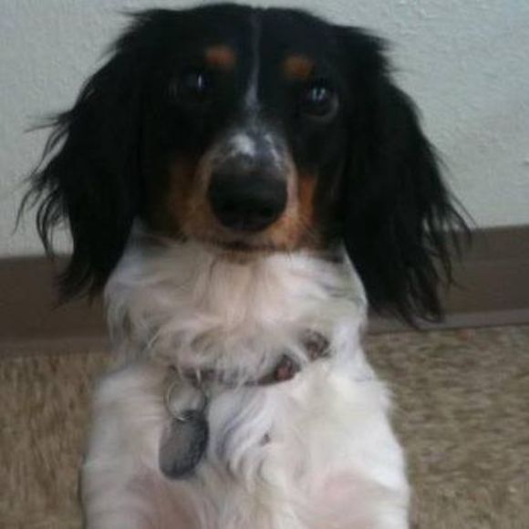 Profile Picture of Stephanie Runkle (@iluvmydixiebear) on Poshmark