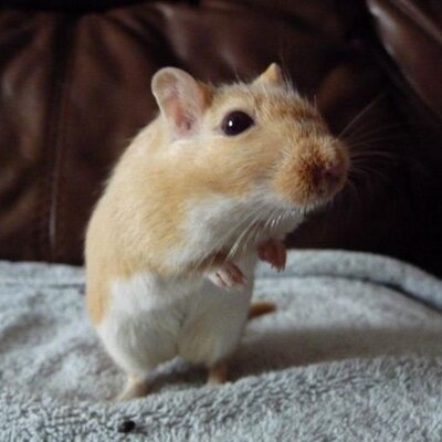 Profile Picture of Sam Haggett (@haggett_sam) on Twitter