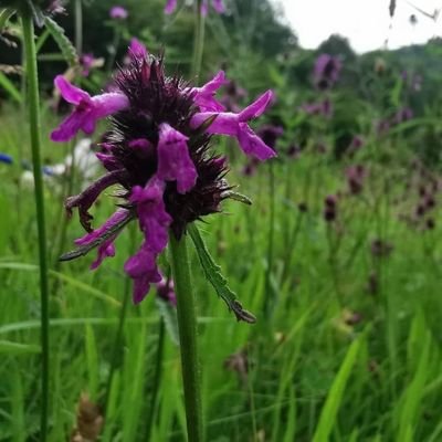 Profile Picture of Hilary Kehoe (@kehoe_hilary) on Twitter