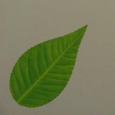 Profile Picture of Fan Zhang (@ezpass123) on Twitter