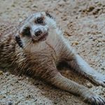 Profile Picture of Hans Hammer (@catcarthago) on Instagram