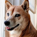 Profile Picture of Ginger Reese (@gingerbeans) on Instagram