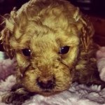 Profile Picture of Charlie (@charlie_hudson_) on Instagram