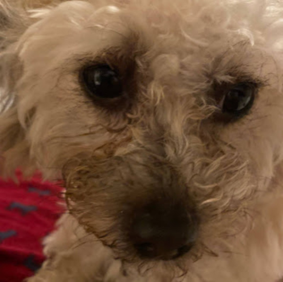 Profile Picture of Octavio Fernandez (@octavioferna881) on Poshmark