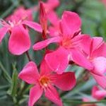 Profile Picture of Mandy Zimmermann (@zimmermann2787) on Instagram