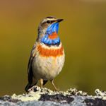 Profile Picture of Bjørn Eide (@bjorn_eide) on Instagram