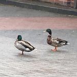 Profile Picture of paula_koesters (@paula_koesters) on Instagram