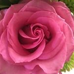 Profile Picture of Kathy Haase (@kathyh429) on Instagram