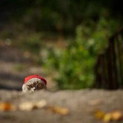 Profile Picture of Adrienne Hood (@ScarletPuffin) on Twitter