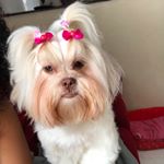 Profile Picture of Lorena 🐶 (@shihtzulorena) on Instagram