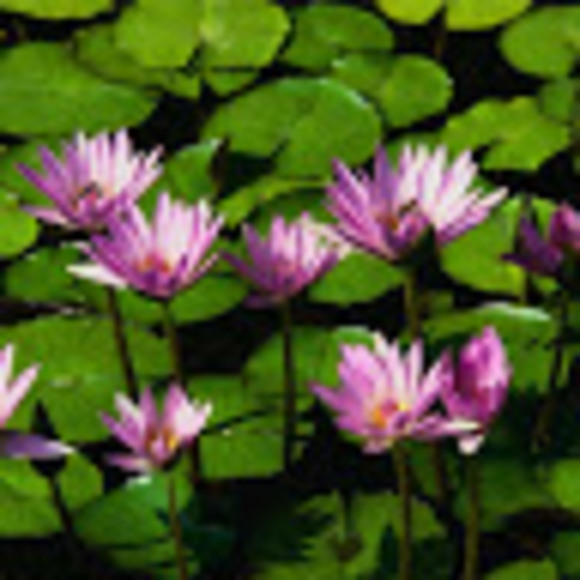 Profile Picture of Adrith m Guerra (@adrithg) on Poshmark