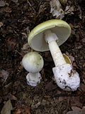 Profile Picture of Mushroom poisoningon Wikipedia