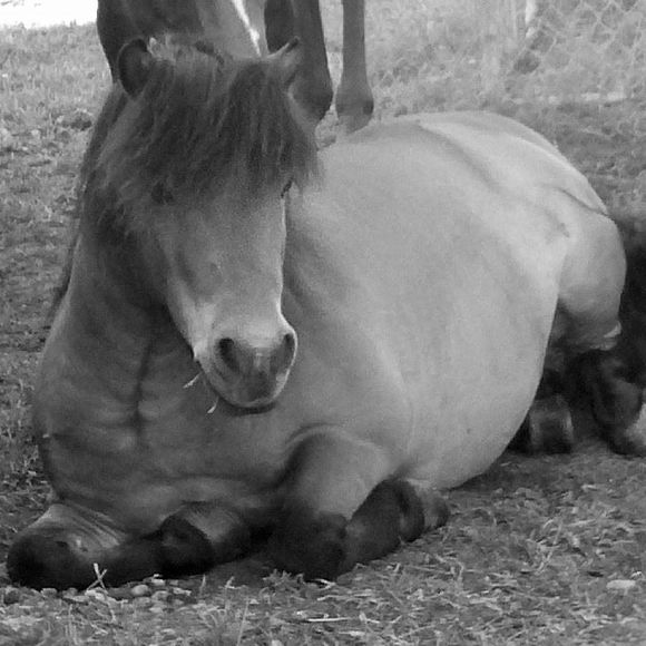 Profile Picture of Dianna Thomas (@cowgal2) on Poshmark