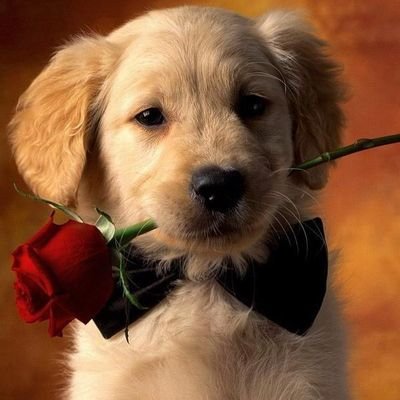 Profile Picture of Christopher Melville (@Christo90618578) on Twitter