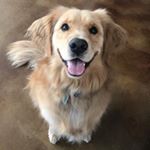 Profile Picture of Walter Elias, Golden Retriever (@iamwalterelias) on Instagram